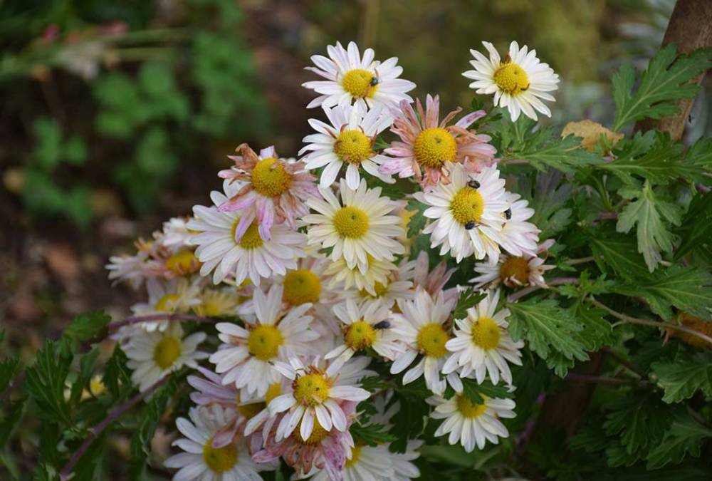 marguerite