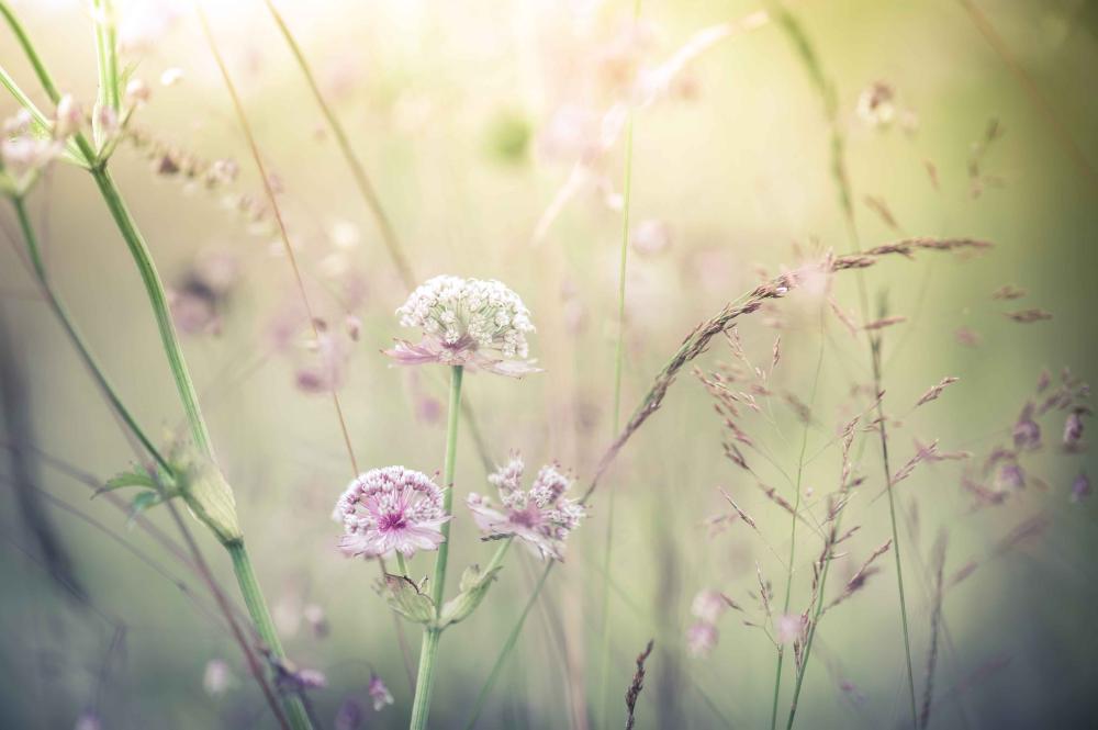 verdure
